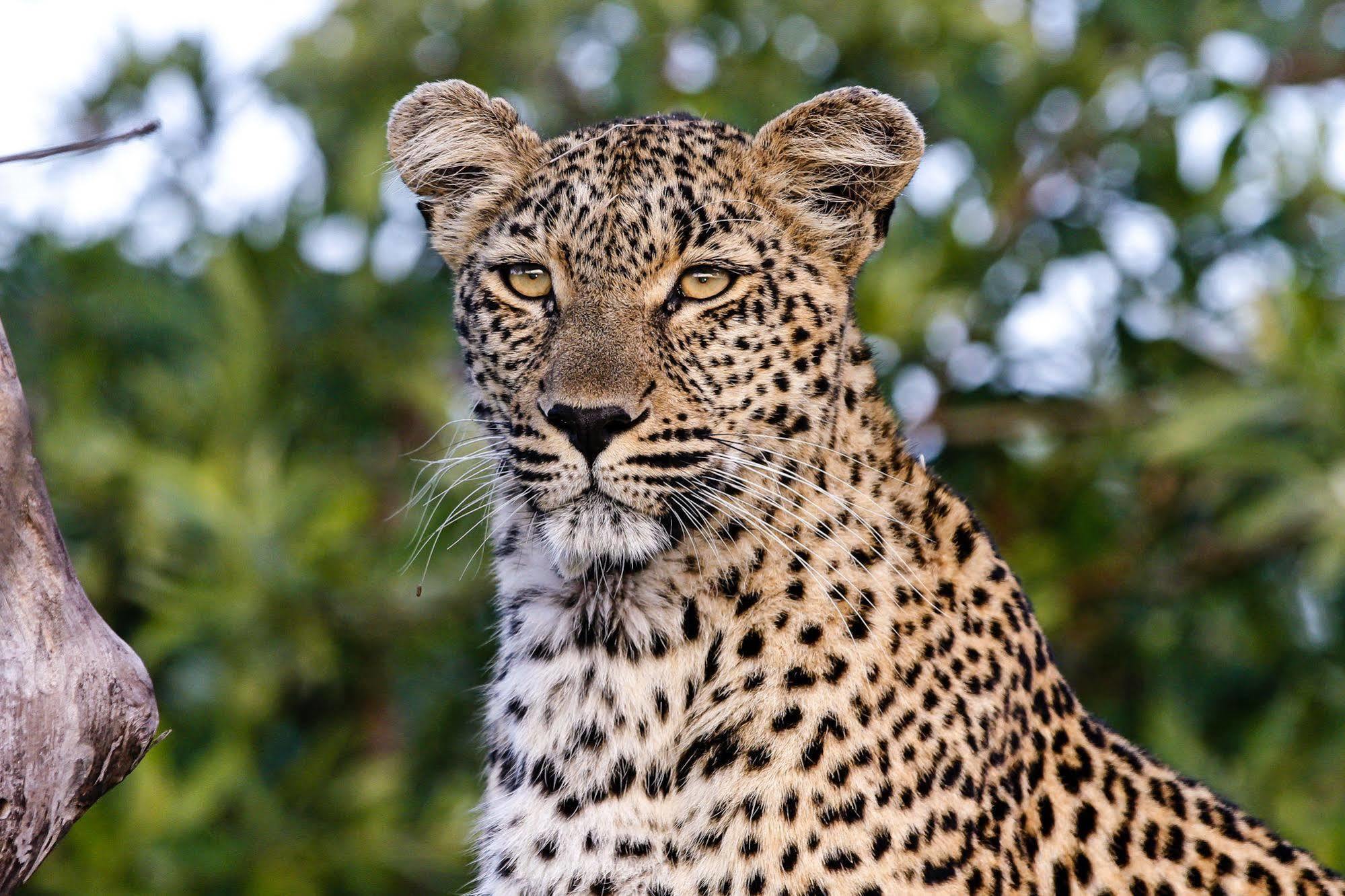 Inyati Game Lodge Metsi Exterior foto